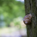 mrsnail