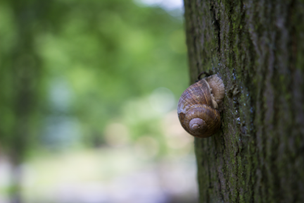 mrsnail